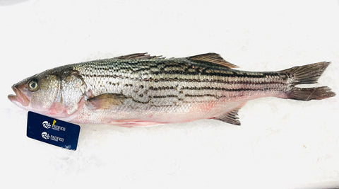 Striped Bass - Fillet (Baja) - avg 1 lb