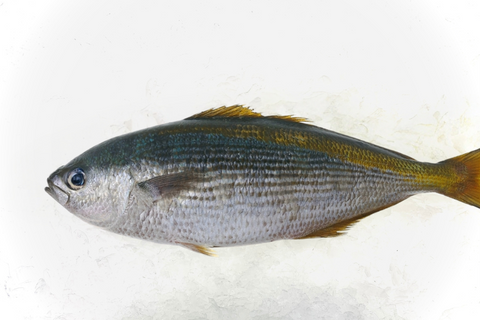 Takabe - Whole, Yellow Striped Butterfish (Japan) - avg 0.4 lb