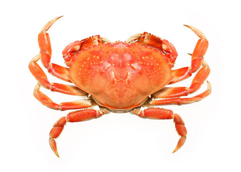 Dungeness Crab - Cooked and Frozen (Oregon) - avg 1.75 lbs