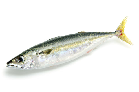 Masaba - Whole, Wild Japanese Mackerel (Japan) - avg 1.5 lb