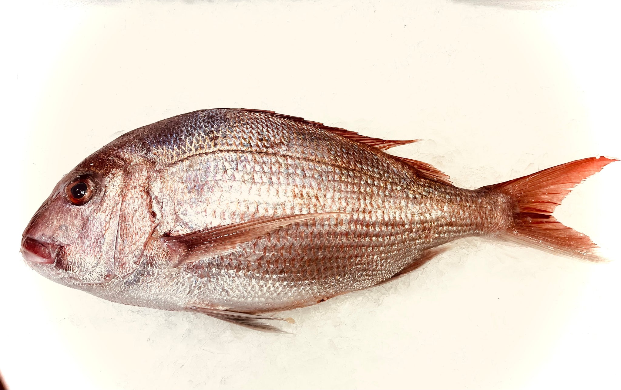 Tai Snapper - Whole (NZ) - avg 4 lb