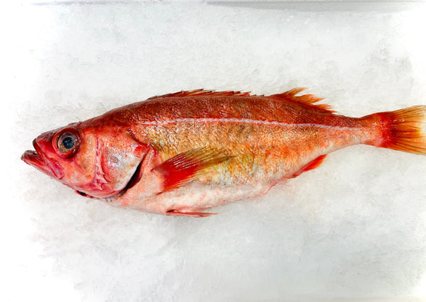 Chili Rock Cod - Whole, Scaled, Cleaned - avg 2 lb