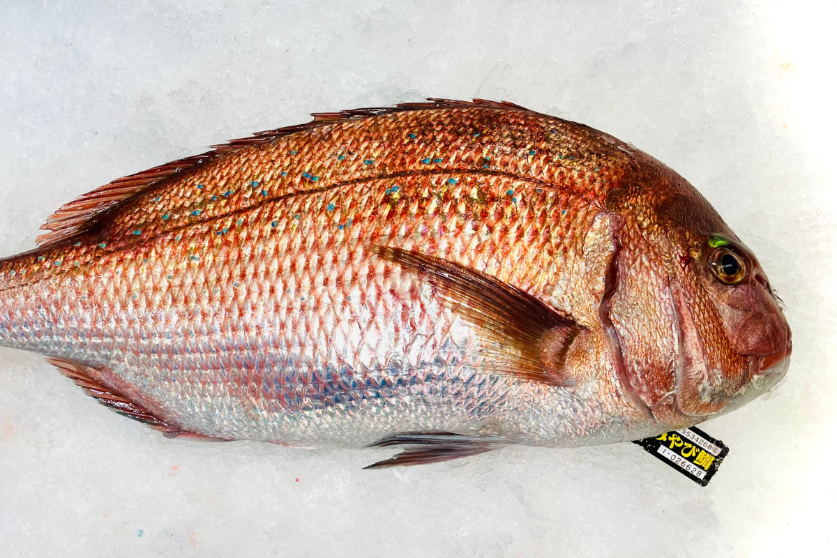 Miyabi Tai - Red Sea Bream, Whole (Japan) - avg 4 lb