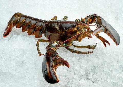 Lobster - Live (Maine) - avg 1.25 lb