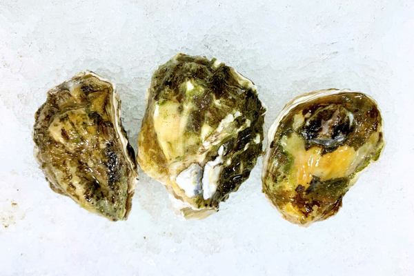 Oysters - Live, Fanny Bay (British Columbia) - 12 ct