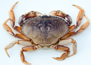 Dungeness Crab - Live, Whole (Local) - avg 2 lb
