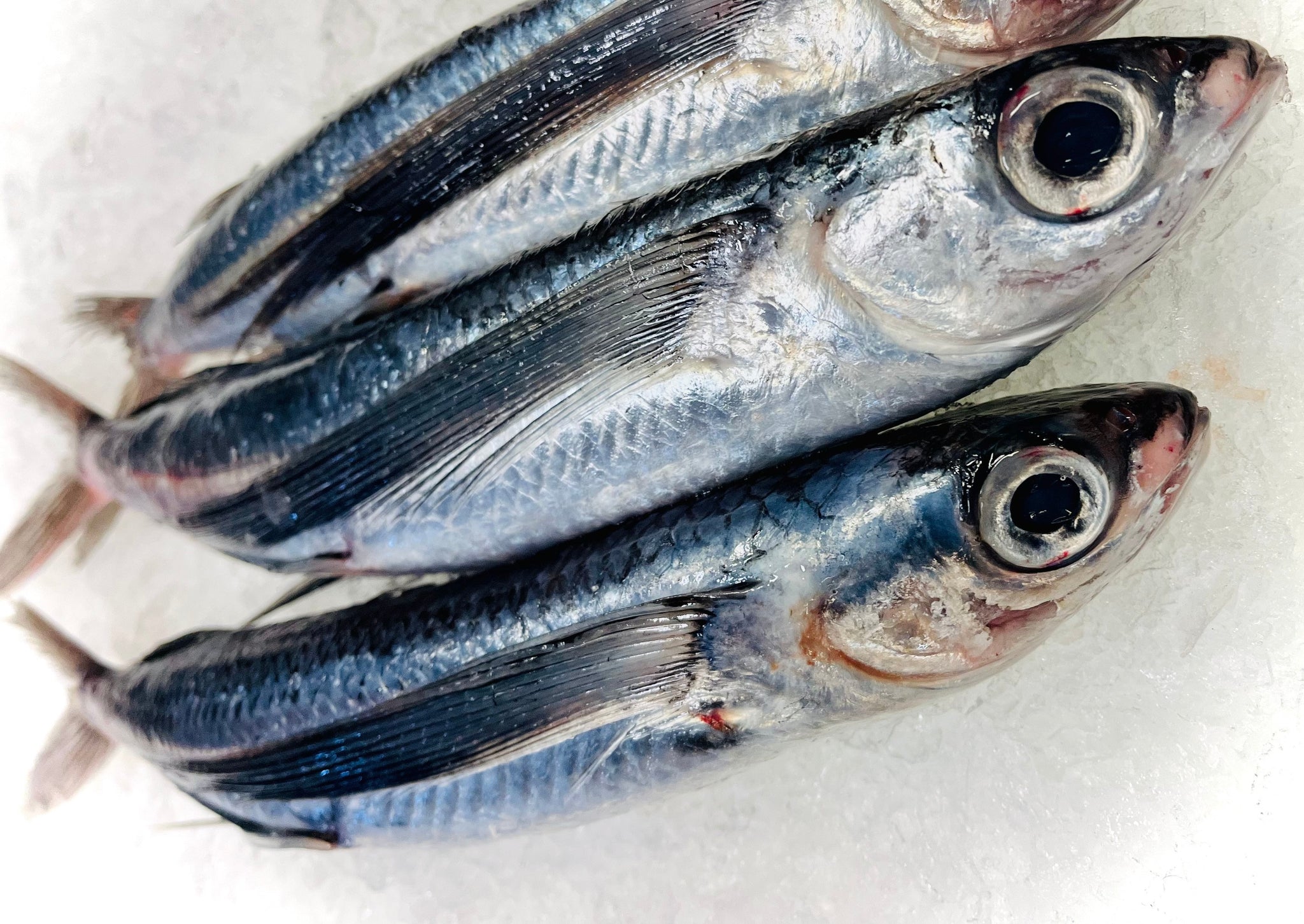 Tobiuo - Wild Flying Fish, Whole (Japan) - avg 0.5 lb