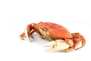 Dungeness Crab - Cooked, Flash Frozen (Local) - avg 1.75 lb