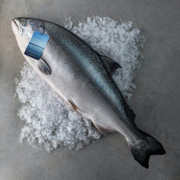 Salmon - Fillet, Ora King (New Zealand) - avg 1 lb