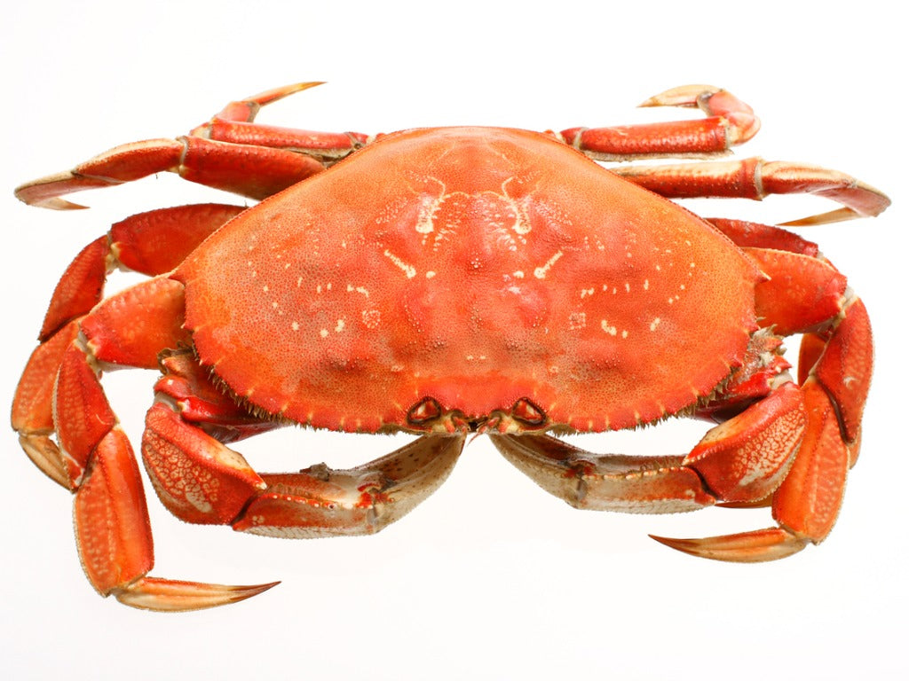Dungeness Crab - Cooked, Frozen (Local, Grade 2) - avg 1.75 lb