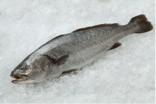 Pacific Corvina Bass - Fillet (Ecuador) - avg 1 lb