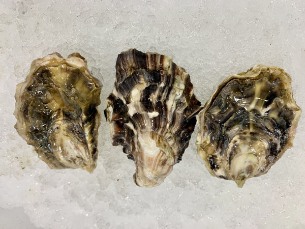 Oysters - Live, Kumamoto (Humboldt) - 12 ct