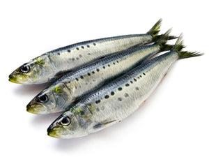 Sardines -  Iwashi, Frozen (Baja California ) - avg 1 lb